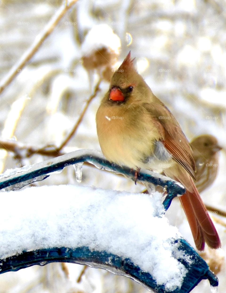 Female northern cardinal in the snow