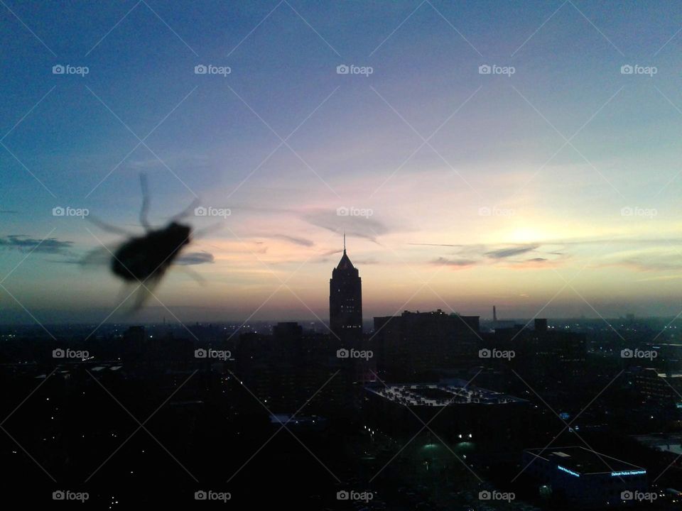Bug The City