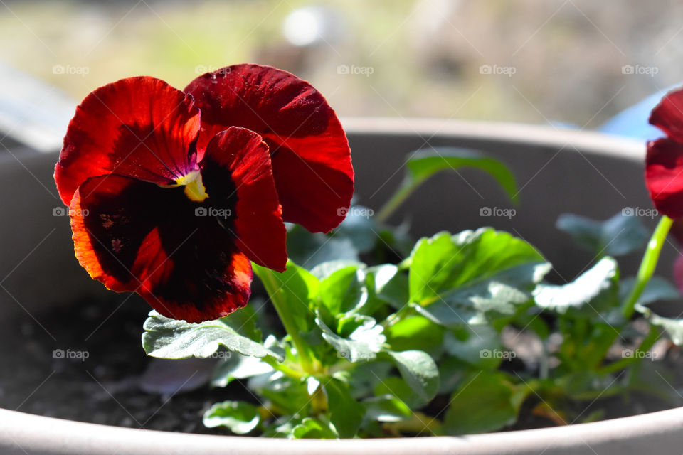 pretty pansy on this nice sunny cool day.
