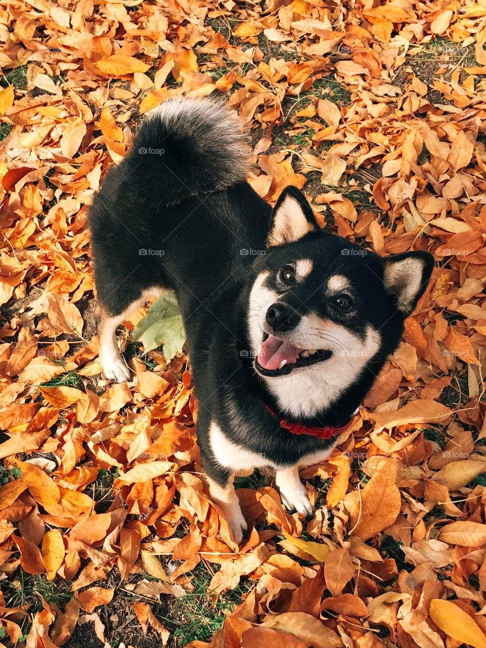 Cute dog shiba inu on autumn leaves