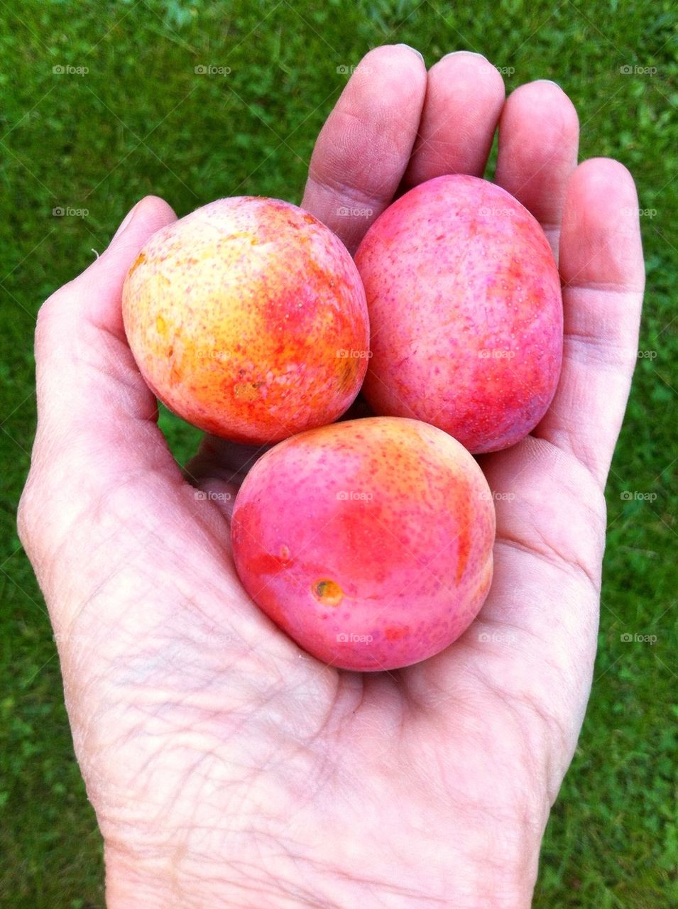 Hand holding three fresh plums.