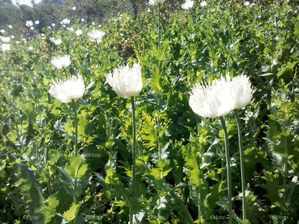 White opium