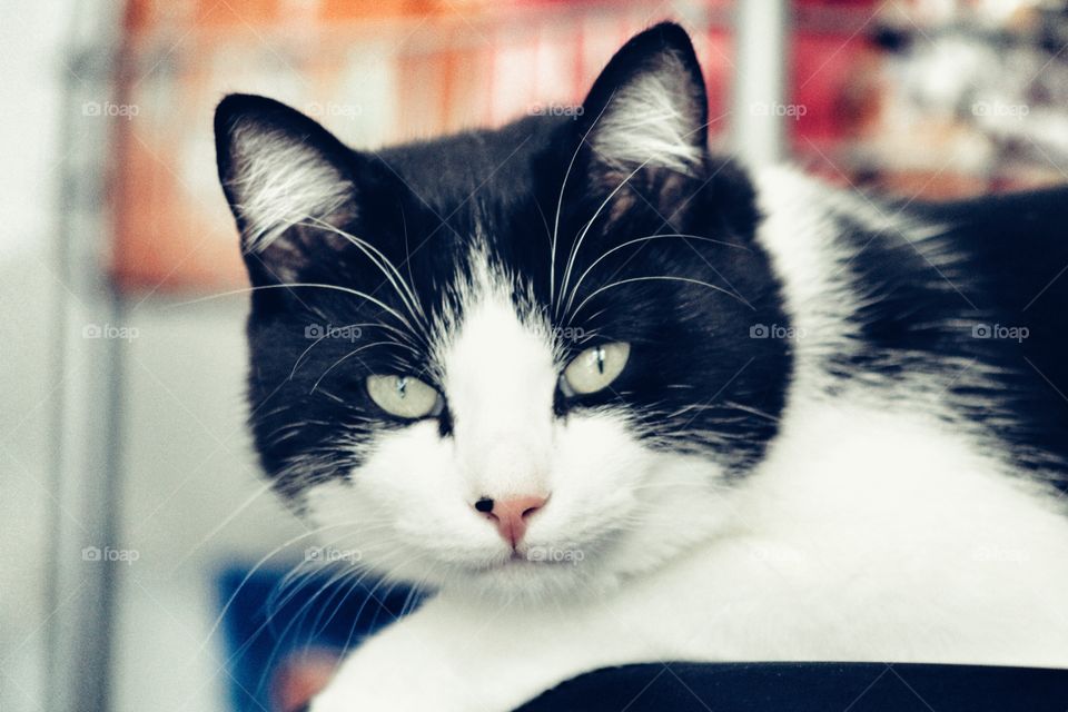 Portrait of a black and white cat 