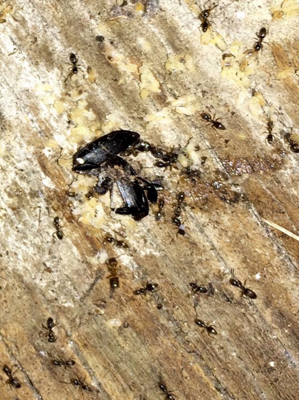Ants working hard to  eat Bug 