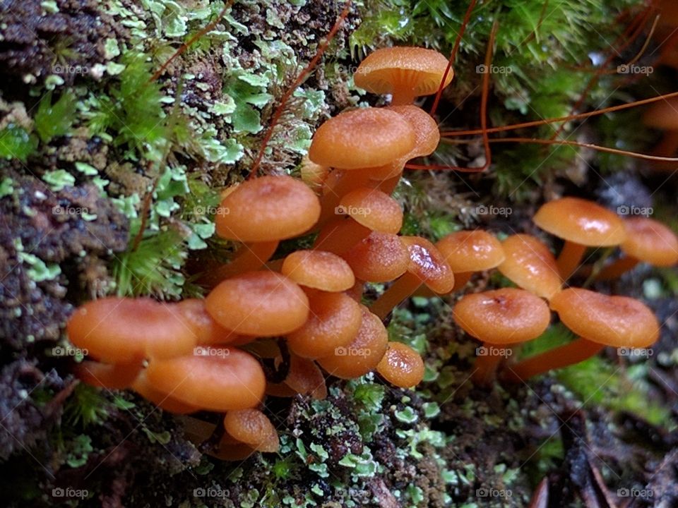 micro mushrooms