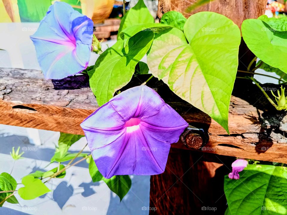 The Morning Glory flowers.