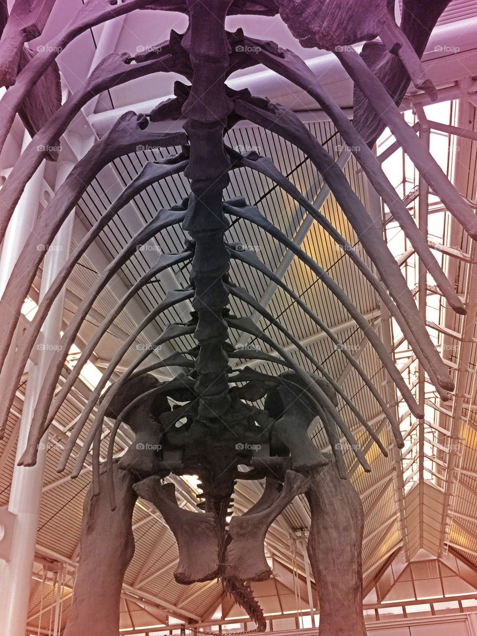 Dinosaur skeleton 