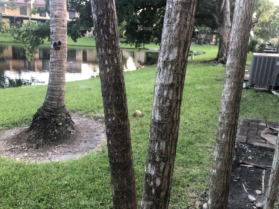 Coconut between trees