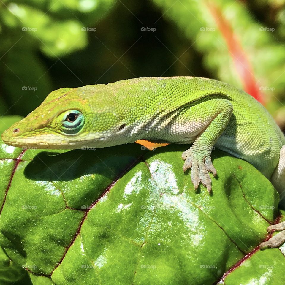 Lizard on Swiss Chard