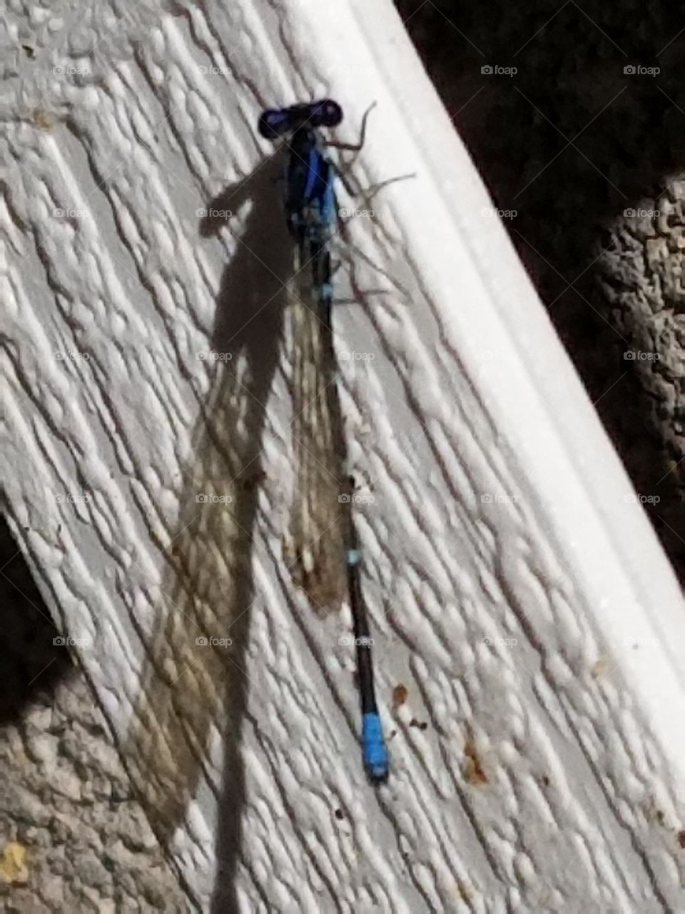 Dragonfly with Blue Accents