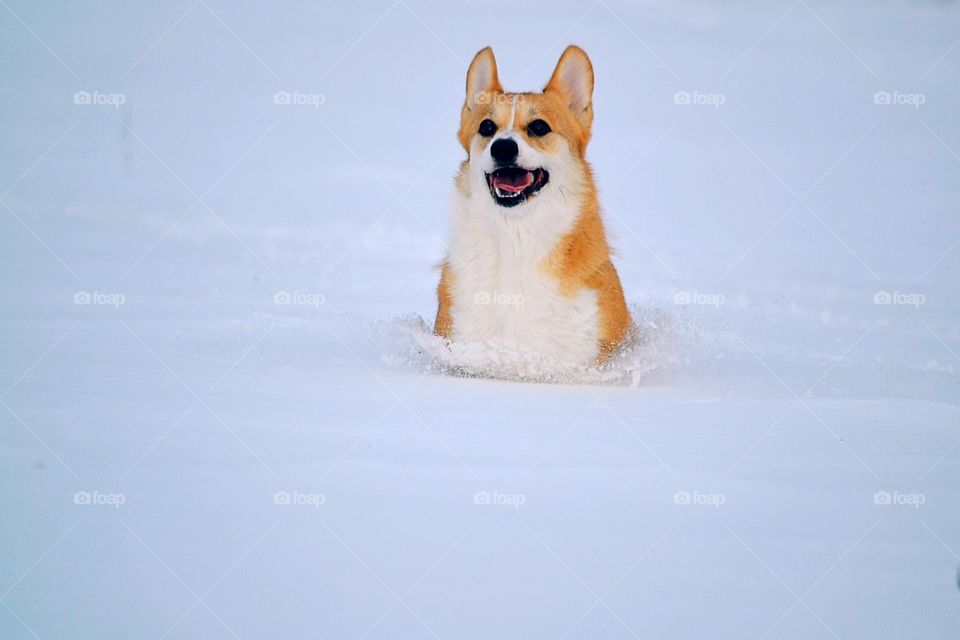 Happy dog in the snow