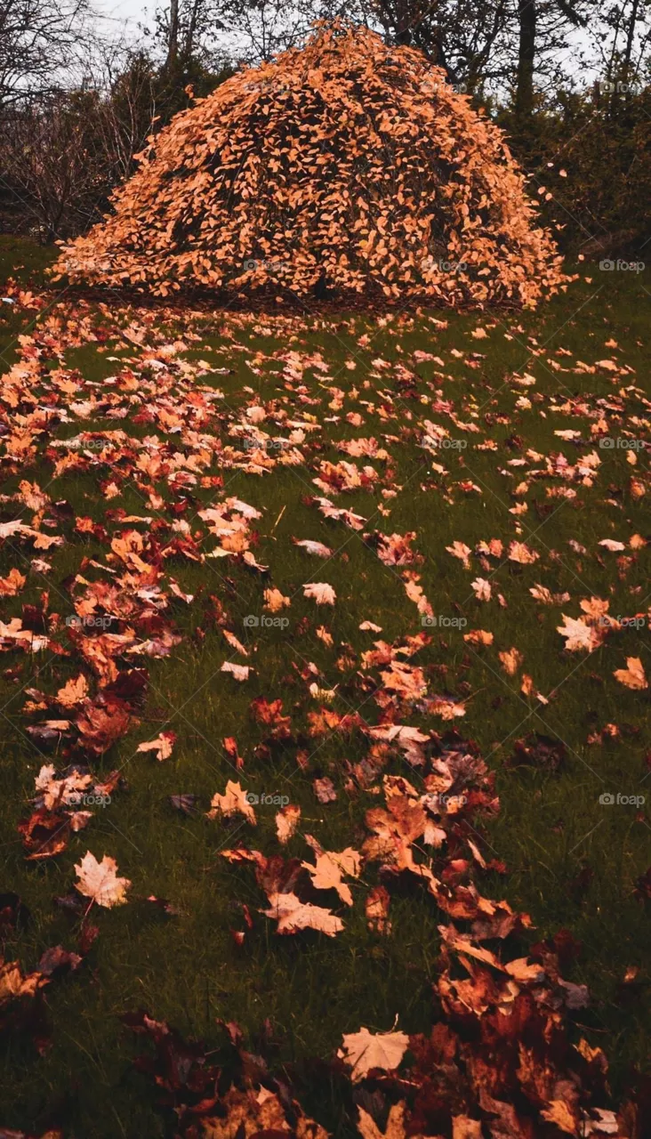 Autumn 