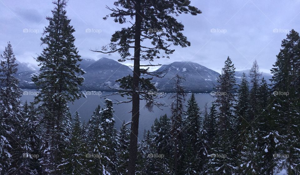 View the lake through the trees 