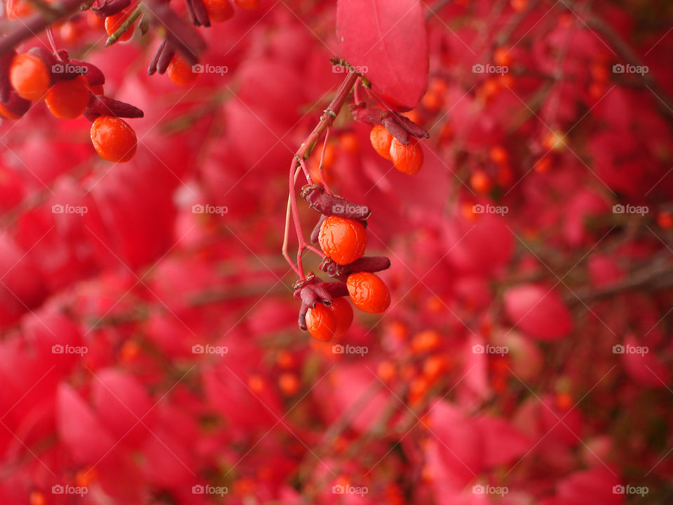 Red autumn . Red berries in autumn