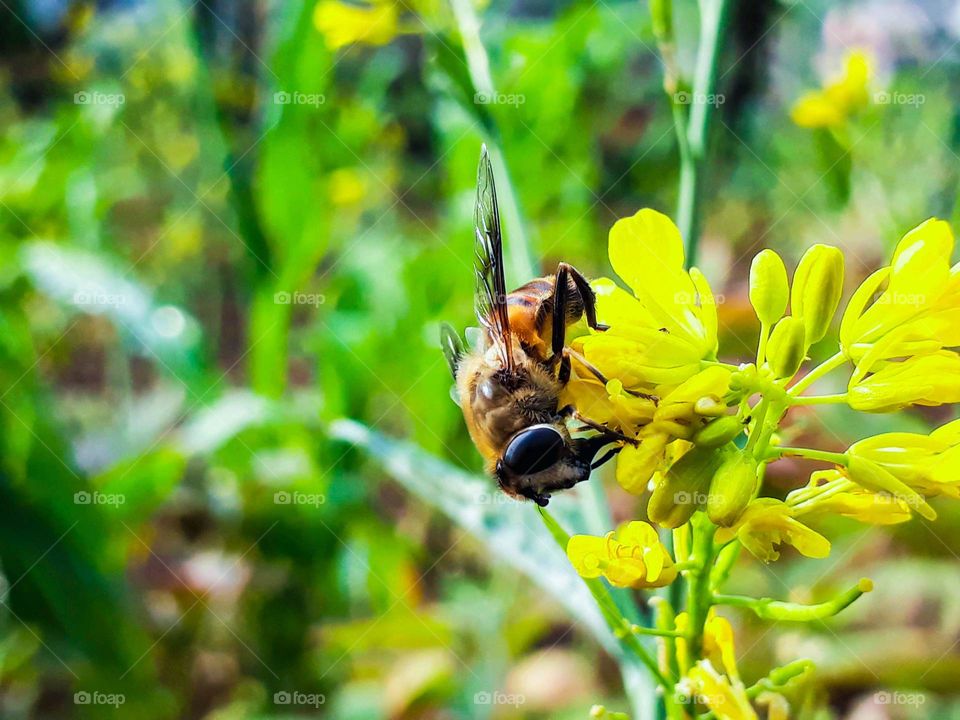 Lovely process of nature in progress, pollination.