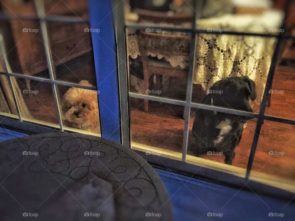 How much for the doggie in window ? 