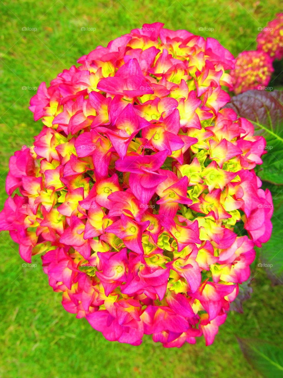 Hydrangea in super vivid