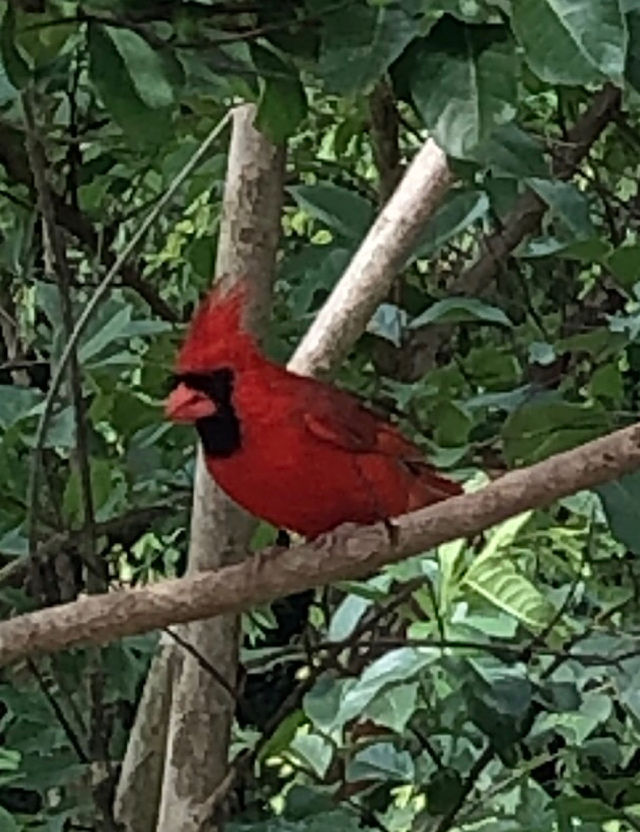 Northern cardinal sitting on a tree branch basking in the sunlight 