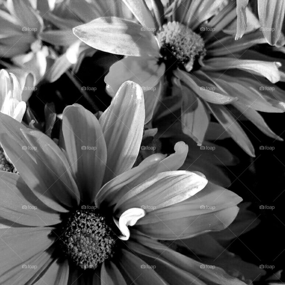 Flower, Monochrome, Nature, No Person, Flora