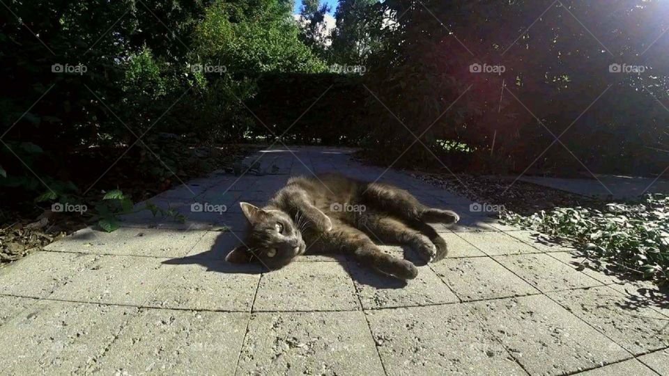 Cat under the sun