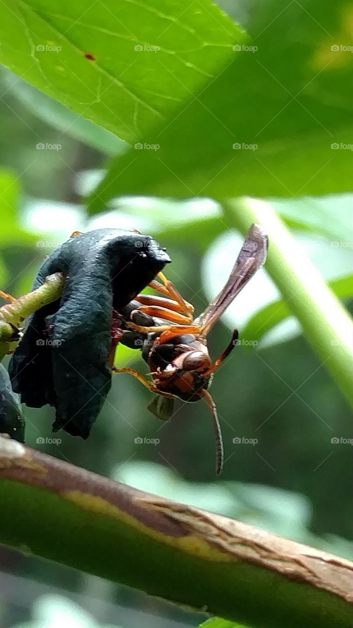 wasp eating blueberry