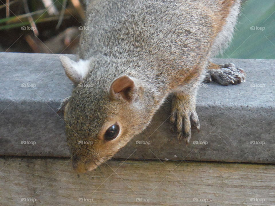 friendly squirrel 