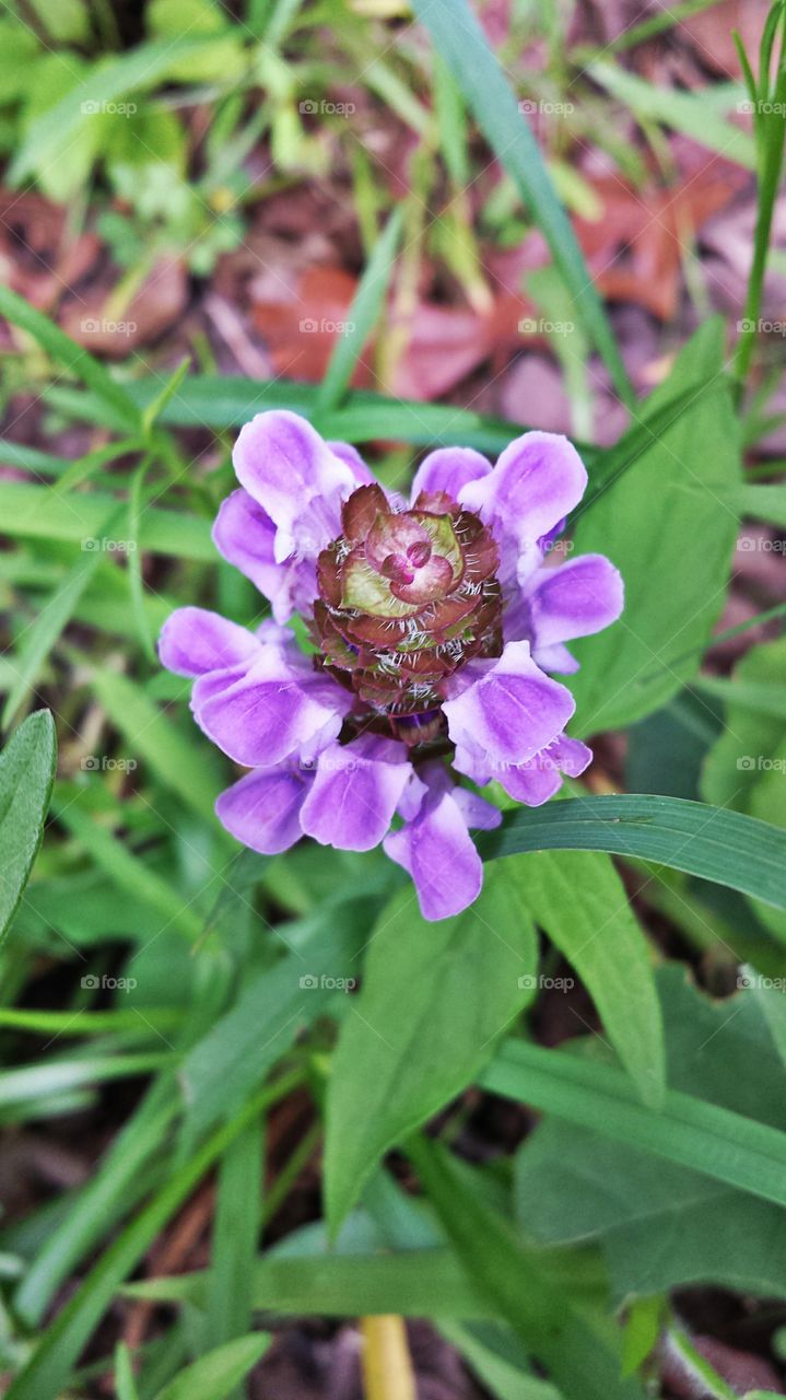 Wildflower. Purple
