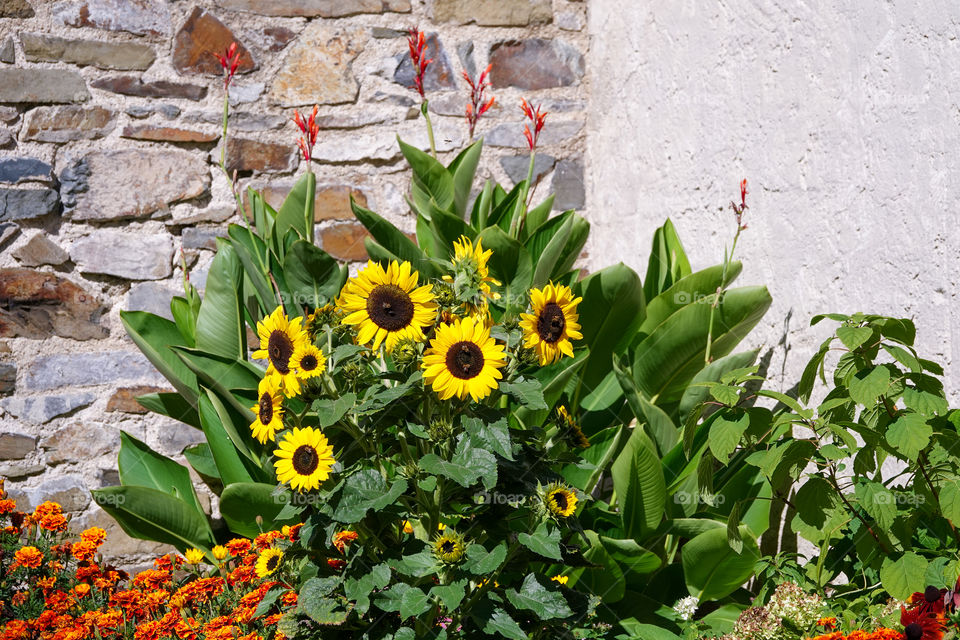 Sunflower in flowerbed.