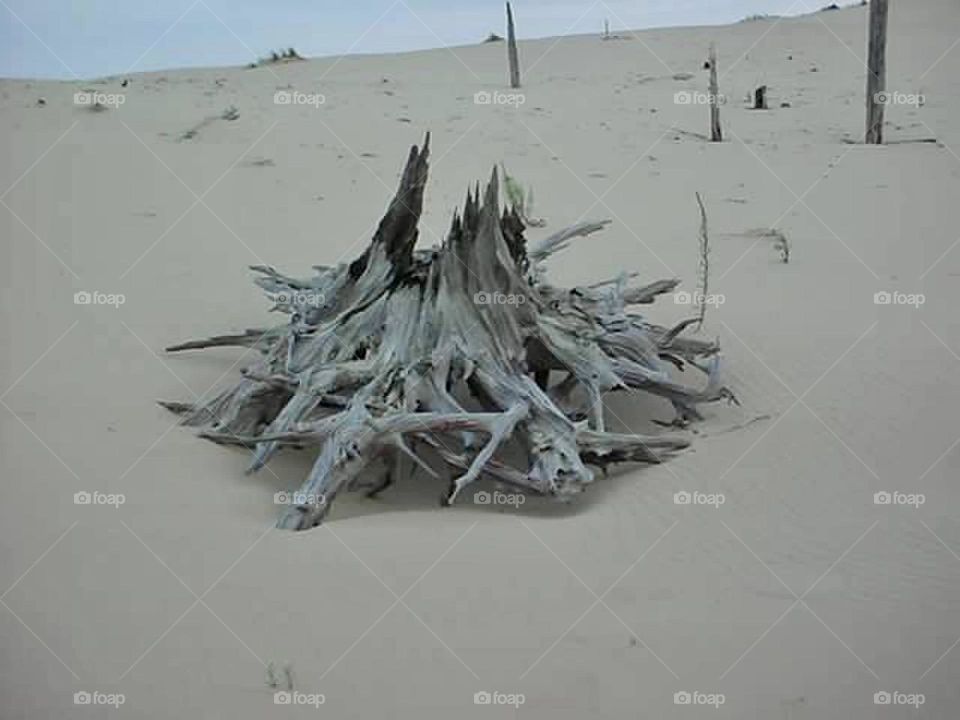 A large piece of dune wood sets atop a sand dune. There are other pieces of dune wood and trees peeking up through the sand around it. The sky is blue and overcast with the sand cool and tan. 