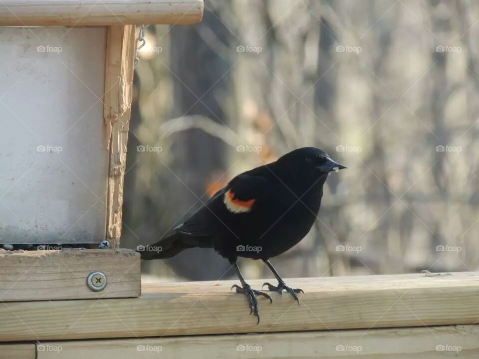 Red-winged blackbird