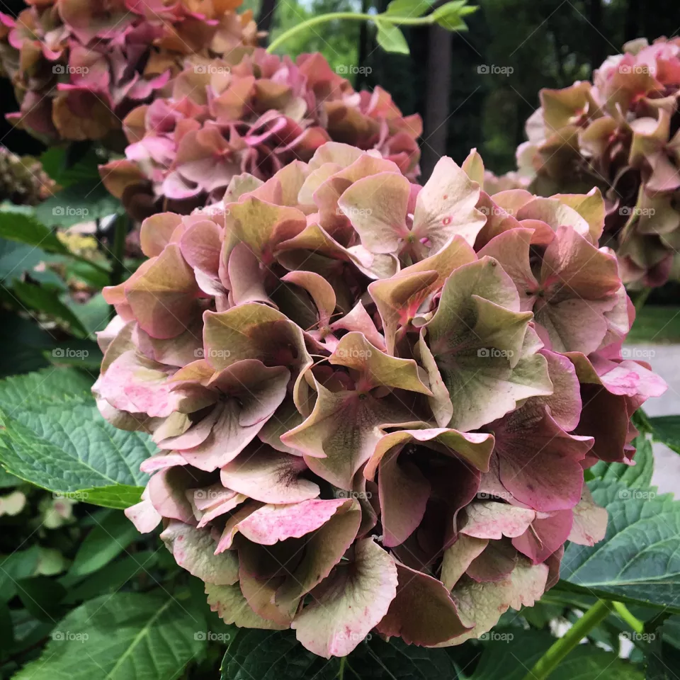 Hydrangeas