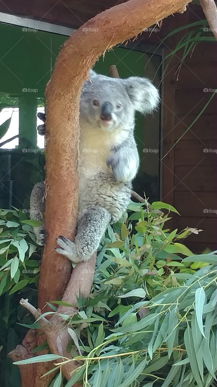 Nature, No Person, Zoo, Tree, Outdoors