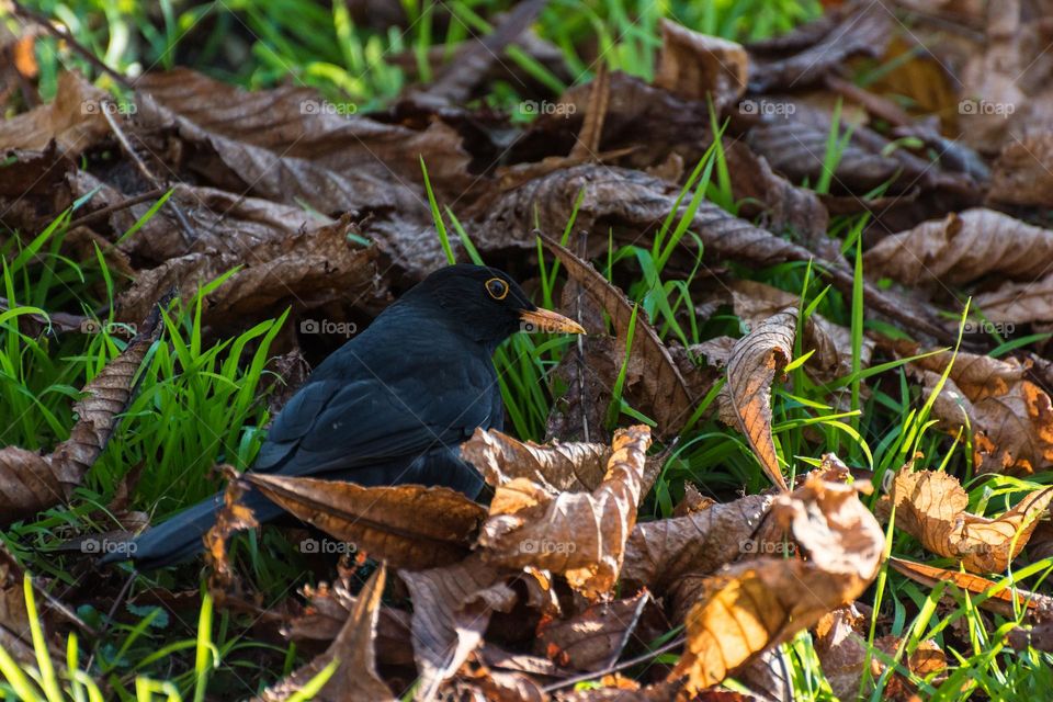 Common blackbird (Turdus merula) looking for food among some fallen leaves.