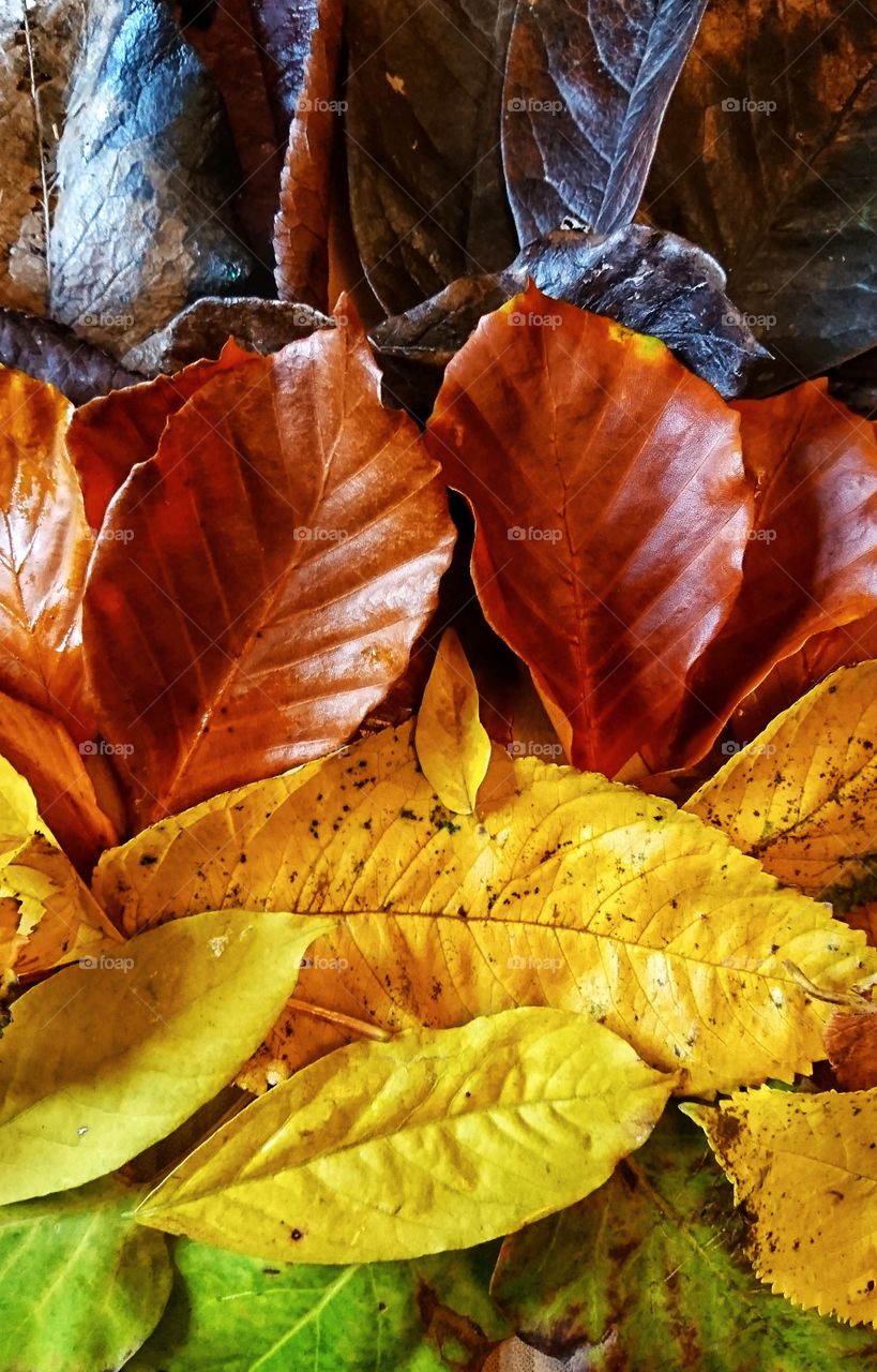 Layers of autumn