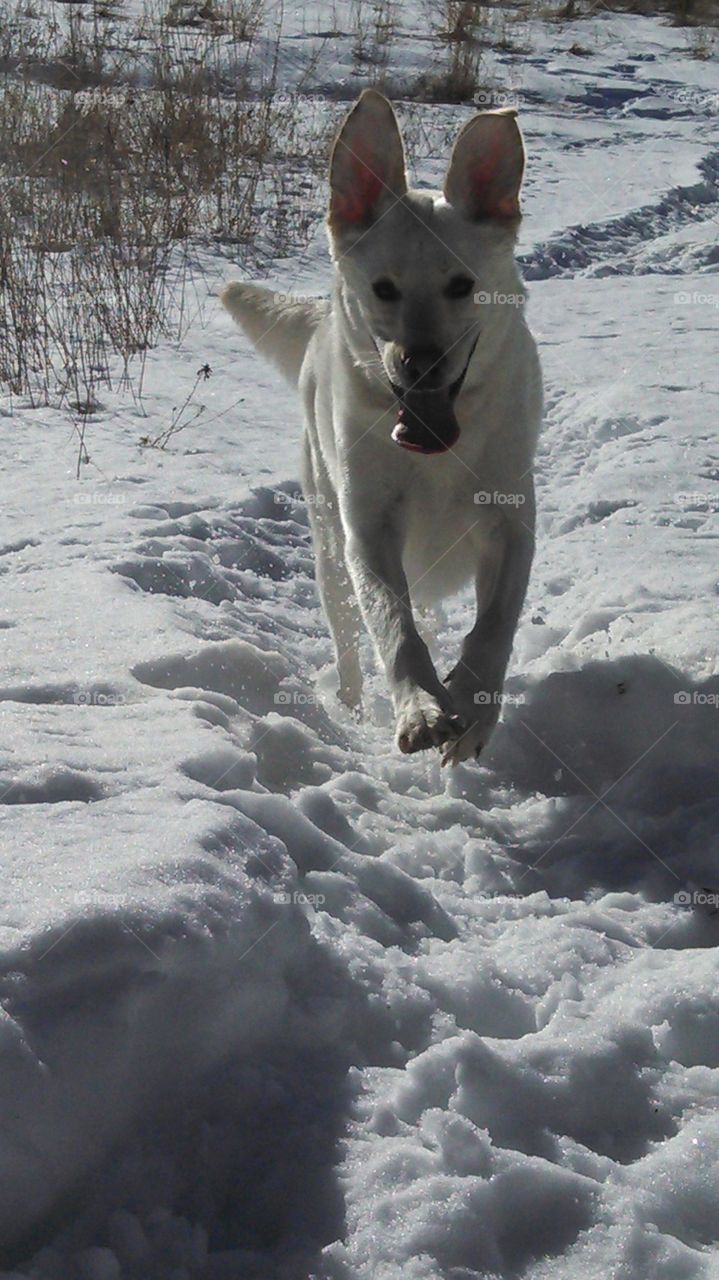 joyous in long winter