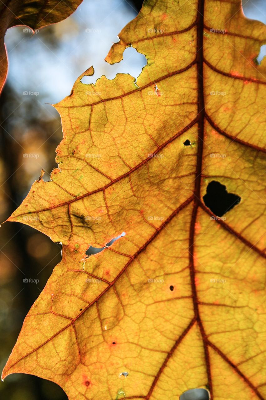 Autumn leaf closeup 