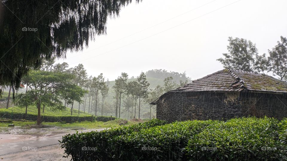 Mist, Nature and Rain