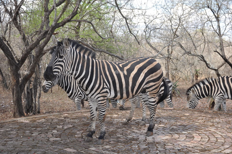 Zebra, Wildlife, Safari, Mammal, Nature