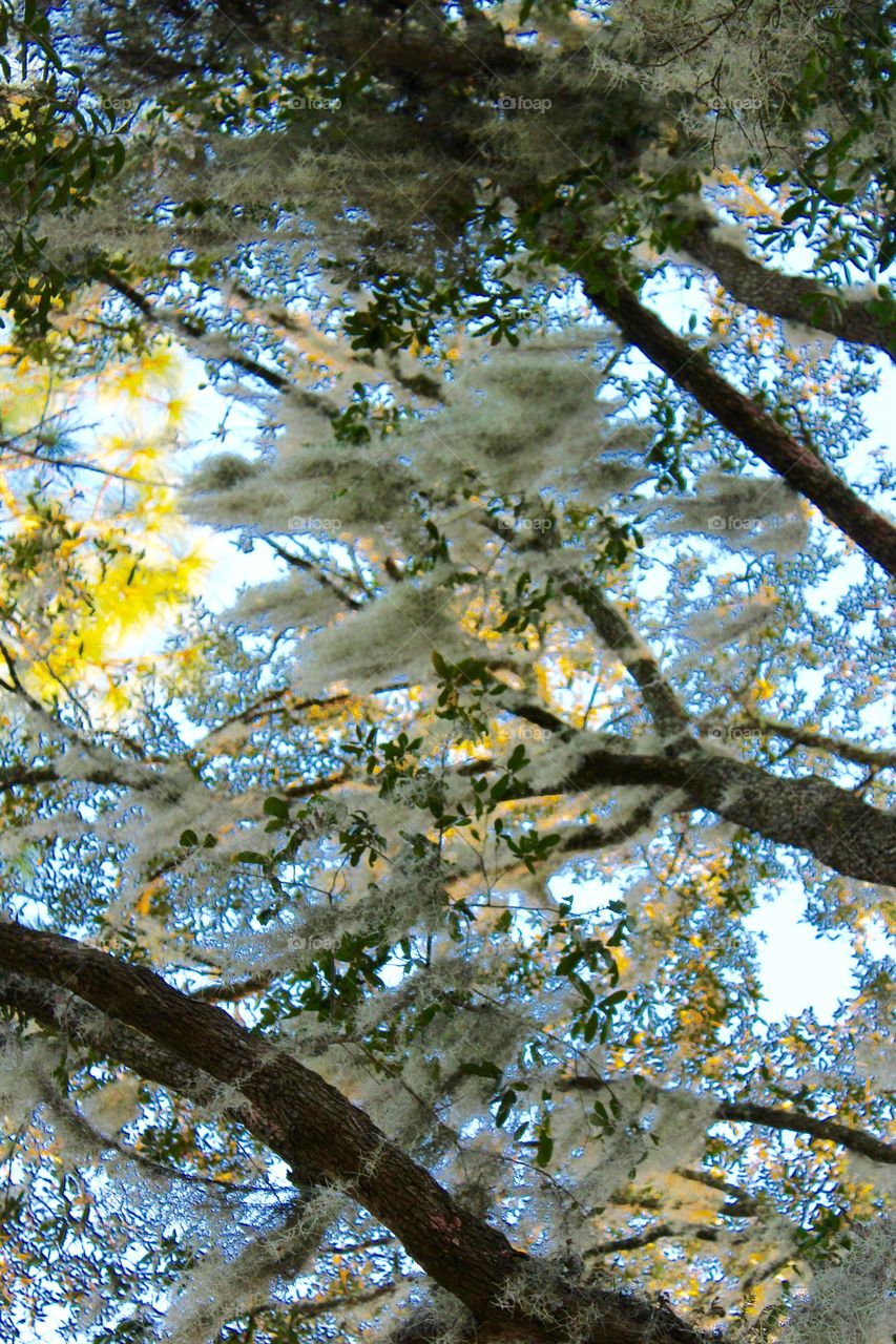 Spanish mossy on branches during autumn