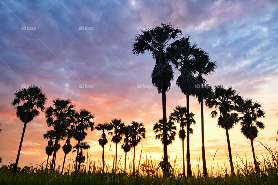 Silhouette of sugar palm in front of sunrise background