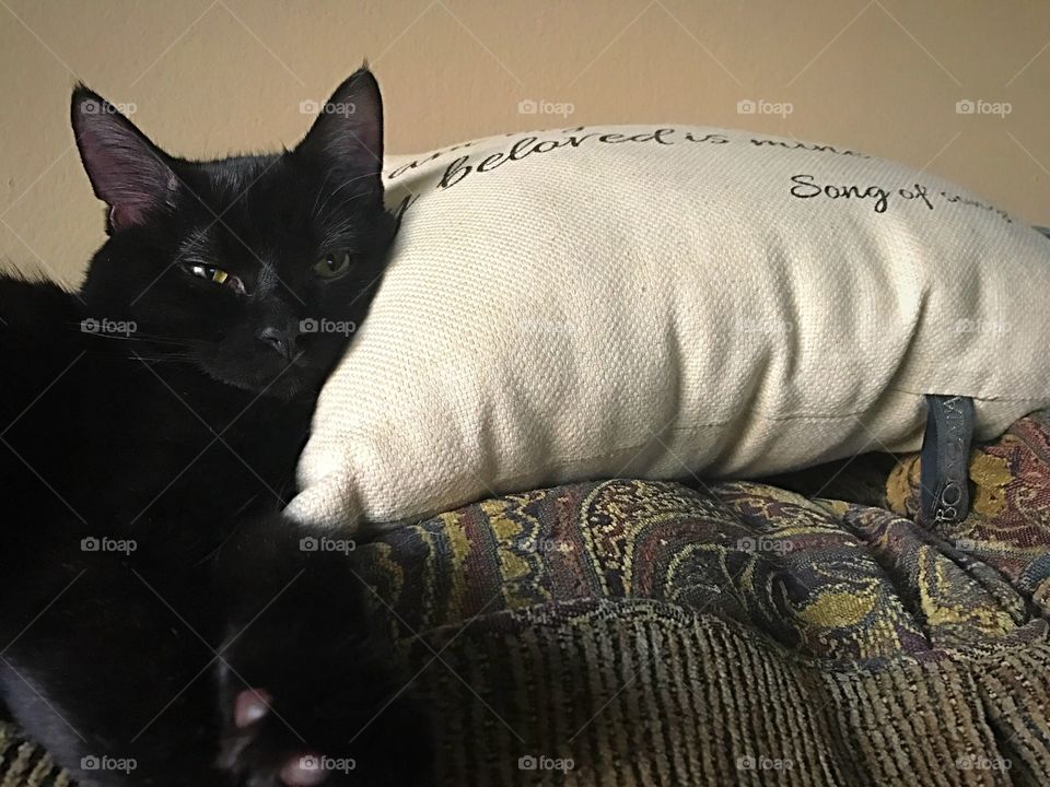 Lazy kitten couch potato