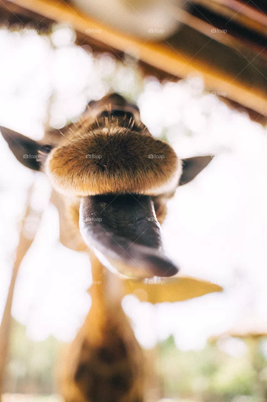 Wild life face