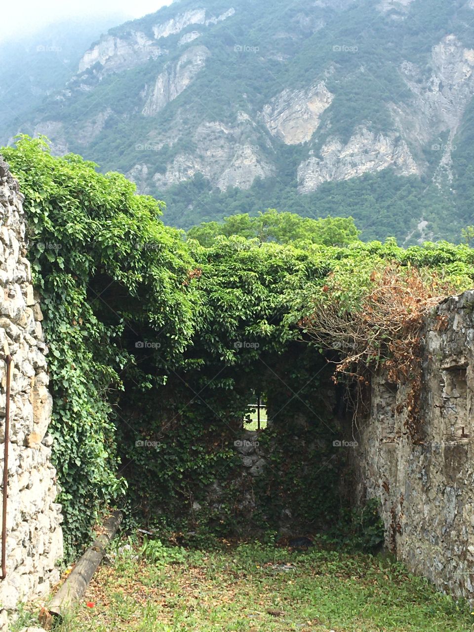 Plants growing on ruins