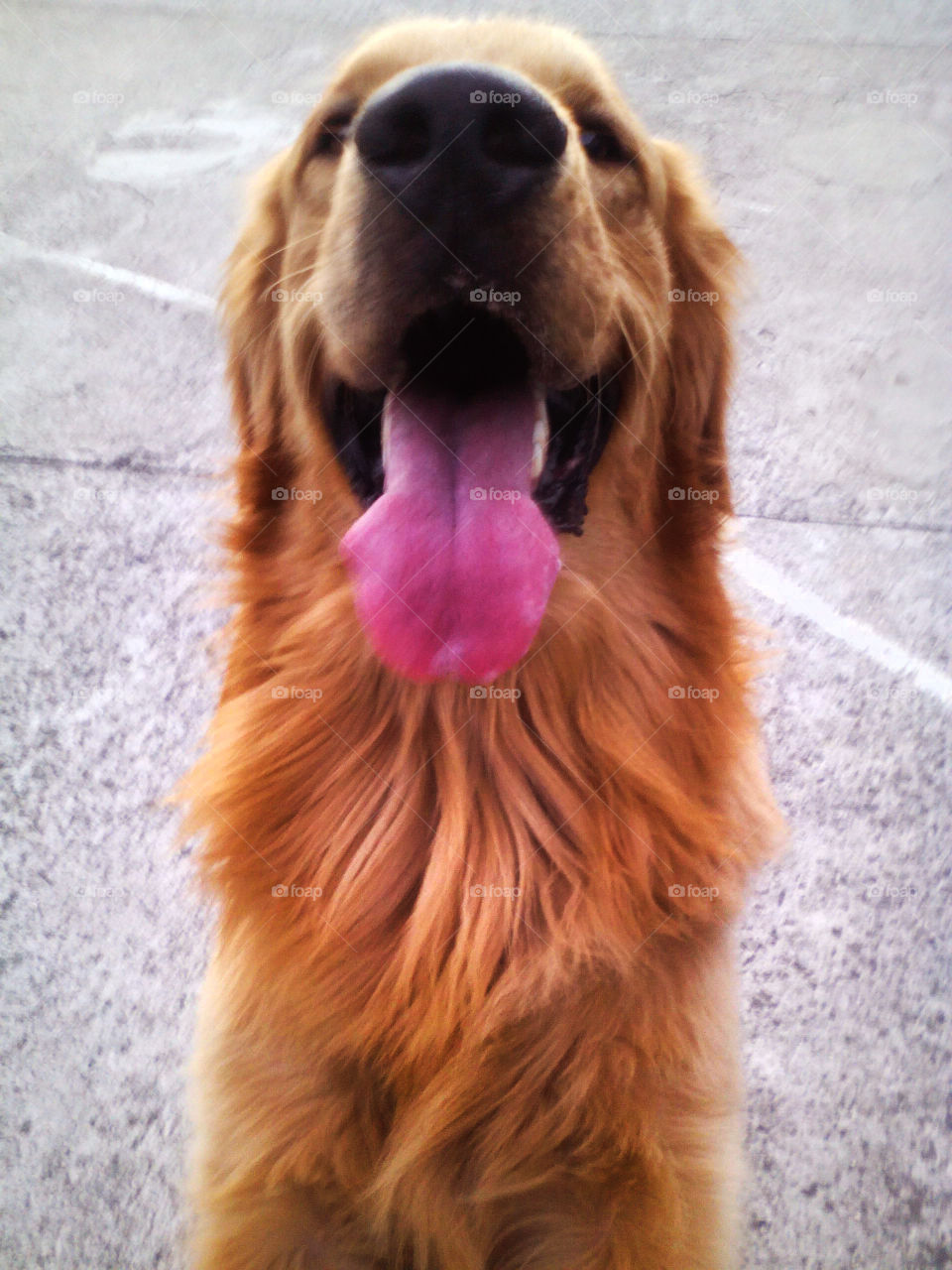 golden happines
