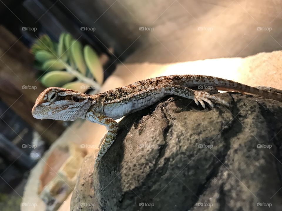 Reptile! Chameleon 