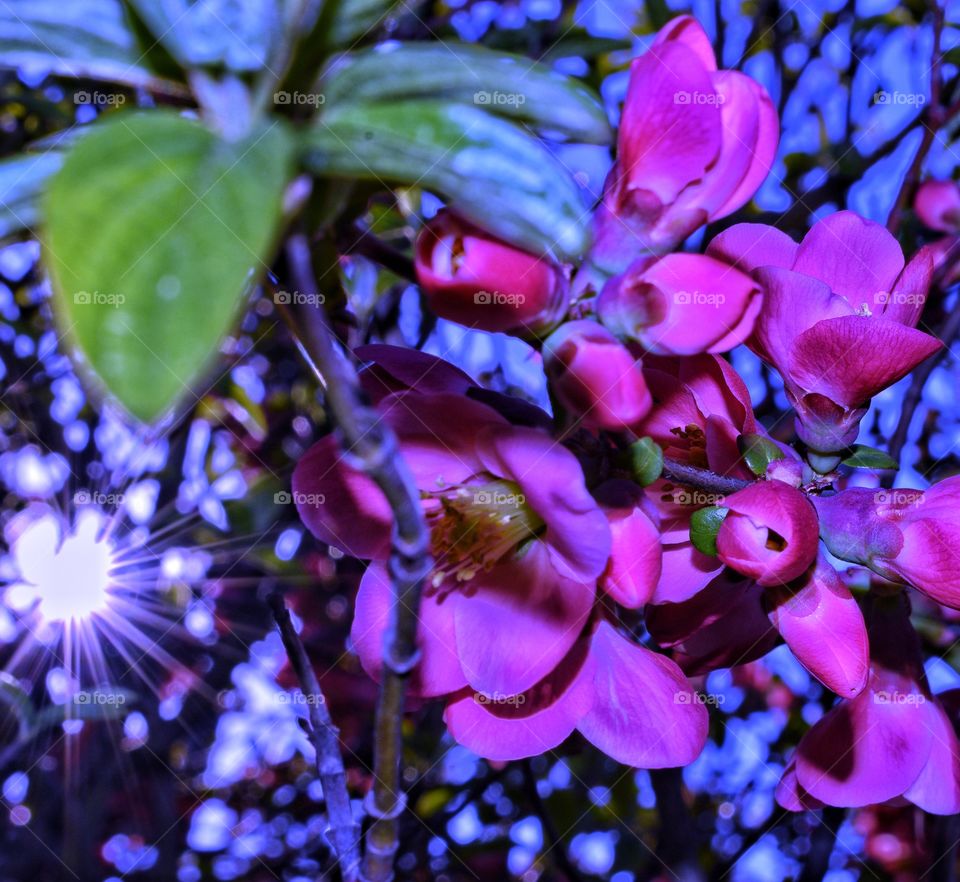 violet sun and flower