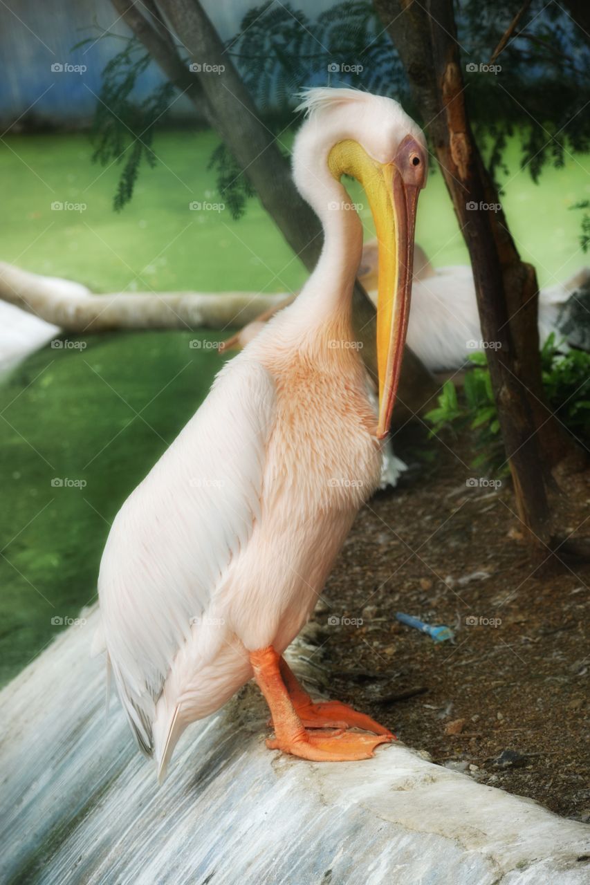 Beautiful pelican