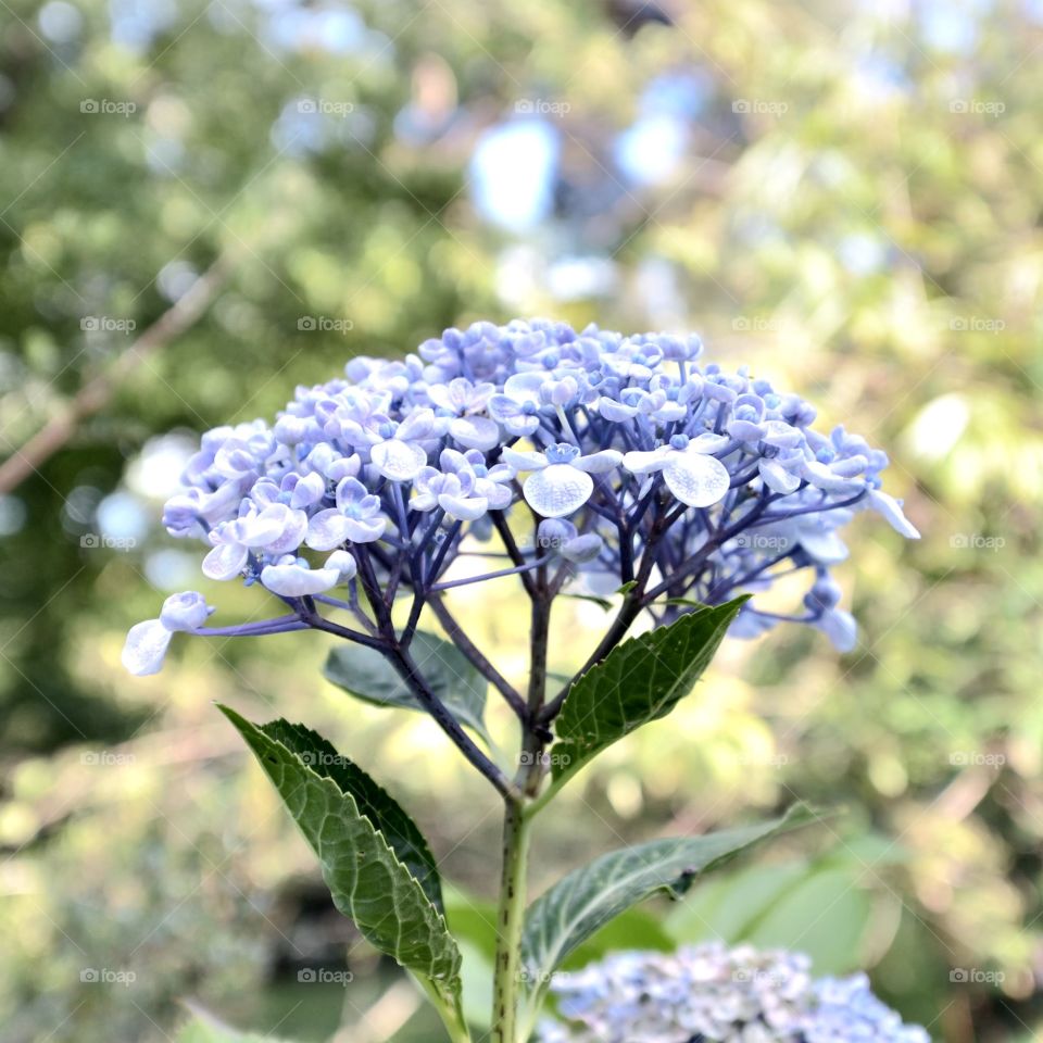 Blossom of purple flowers in the garden