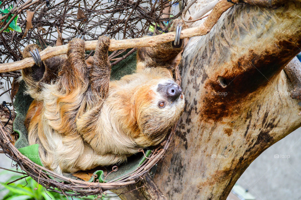 Two-toed sloth hanging on a tree limb