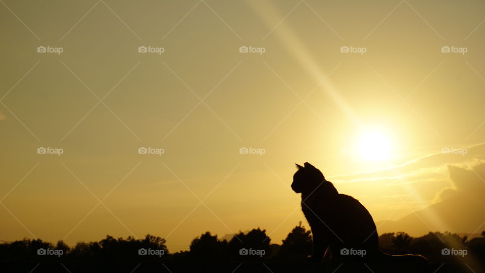 Sunset#cat#animal#nature#moment#magic#wild